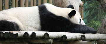 Panda Wielka - ZOO w Europie