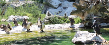 Pingwiny w wiedeńskim ZOO
