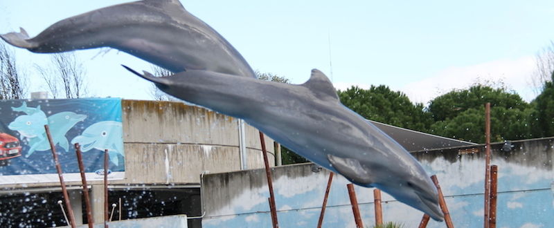 Pokaz delfinów w ZOO w Madrycie