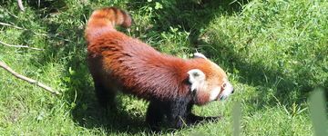 Panda mała - spotkanie w europejskich ogrodach zoologicznych