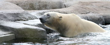 Niedźwiedź polarny w ZOO w Europie
