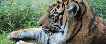 Tygrysy w ogrodach zoologicznych