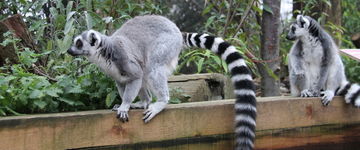 Lemur katta w ogrodach zoologicznych w Europie