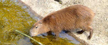 Kapibara w ZOO w Europie