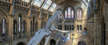 Muzeum Historii Naturalnej w Londynie - zwiedzanie, kolekcja oraz informacje praktyczne