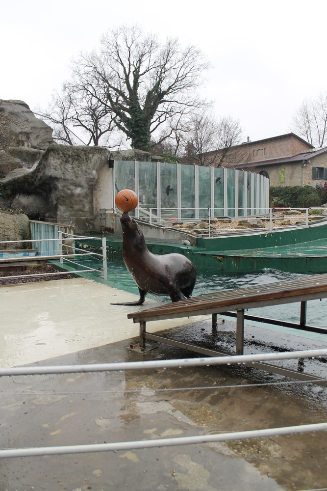 [foka podczas pokazu - ZOO Budapeszt]