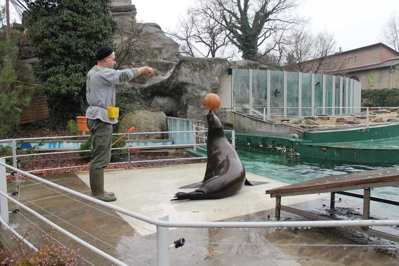 [foka podczas pokazu w zoo w Budapeszcie]