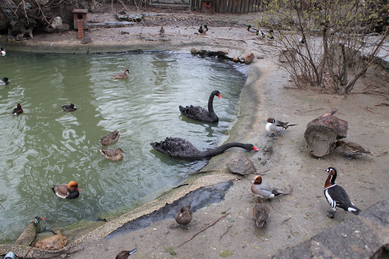 [kaczki i łabędzie w zoo w Budapeszcie]