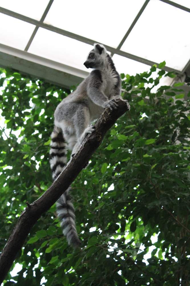 lemur w ZOO w Budapeszcie