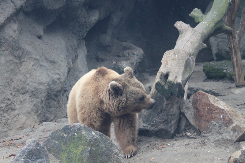 [niedźwiedź w zoo w Budapeszcie]