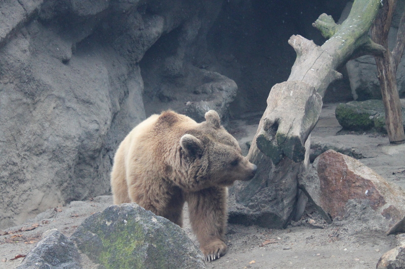 niedźwiedź w zoo w Budapeszcie