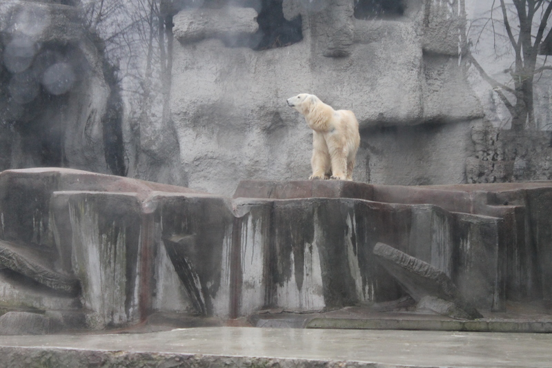 [niedźwiedź polarny w ZOO w Budapeszcie]