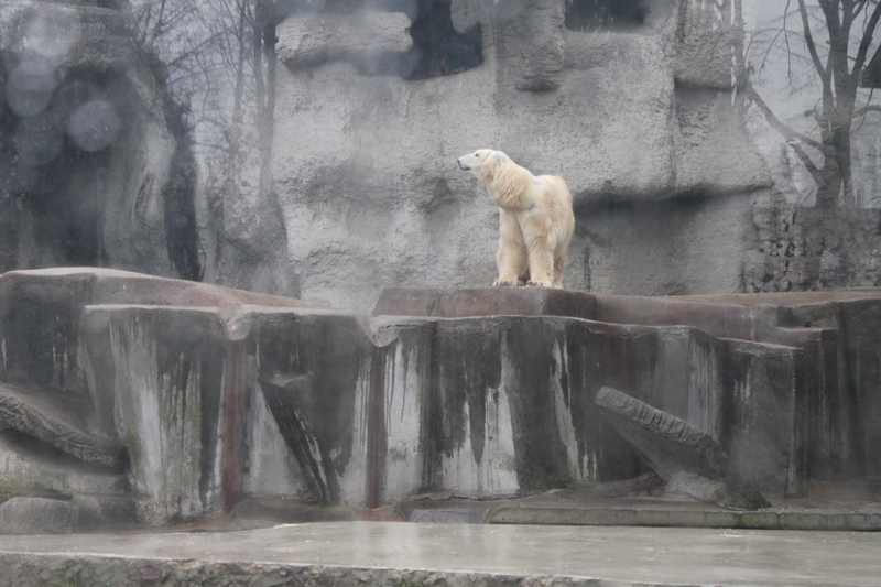 niedźwiedź polarny w ZOO w Budapeszcie