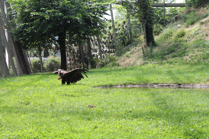 [drapieżny ptak w ZOO w Pradze]