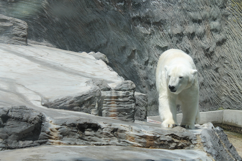 Niedźwiedź polarny w ZOO w Pradze