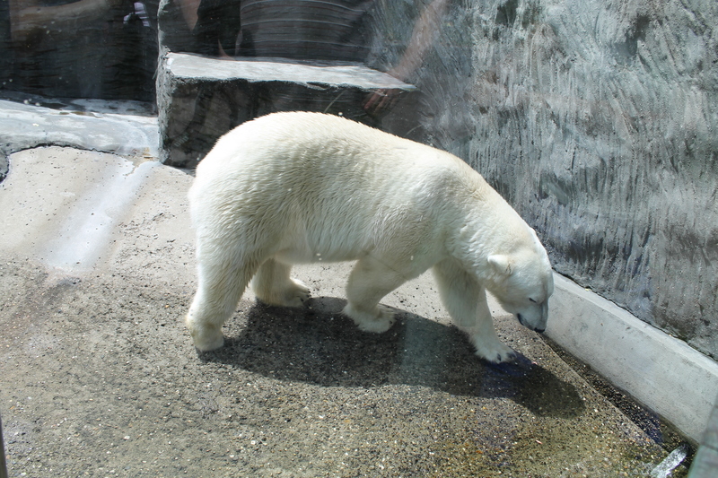 Niedźwiedź polarny w ZOO w Pradze