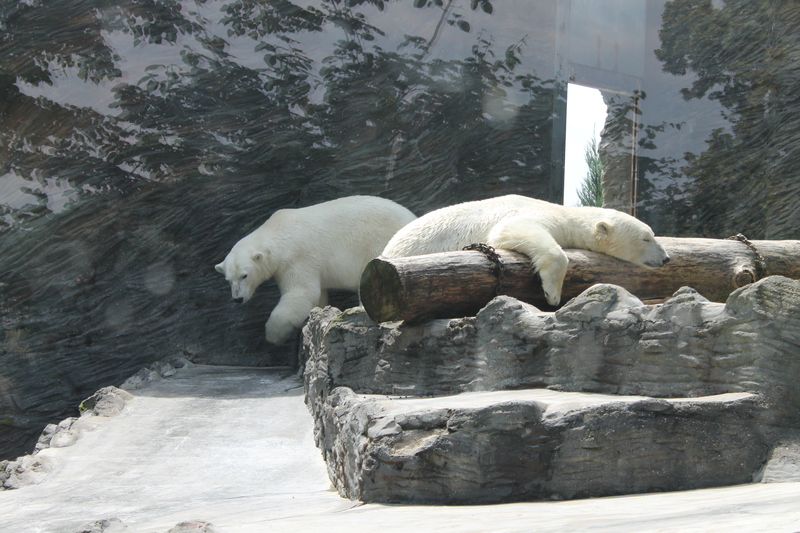 Niedźwiedzie polarne w ZOO w Pradze