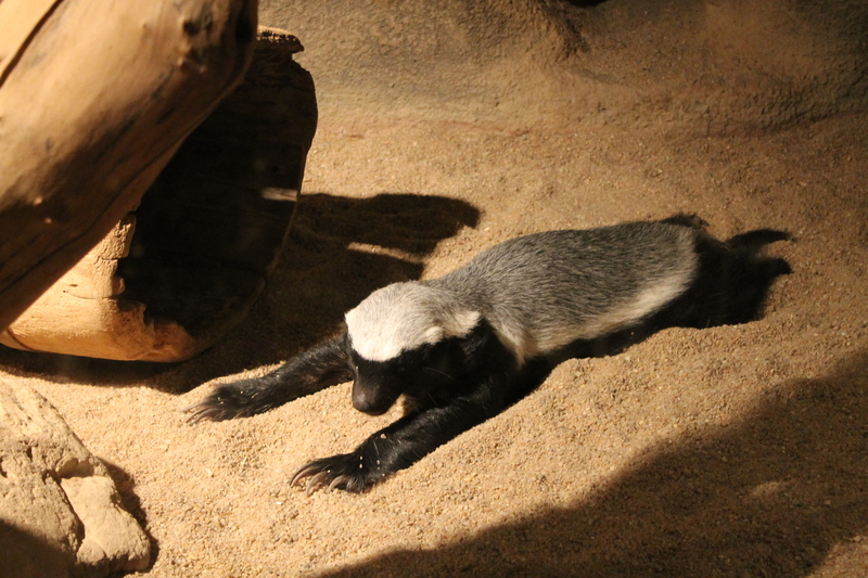 podczas wizyty w ZOO w Pradze