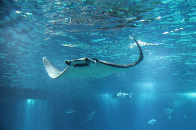 Mobula w Oceanarium w Lizbonie