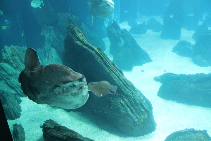 Samogłów, inaczej mola (mola mola) w Oceanarium w Lizbonie