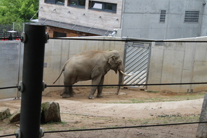 !Słoń w Zoo w Pradze