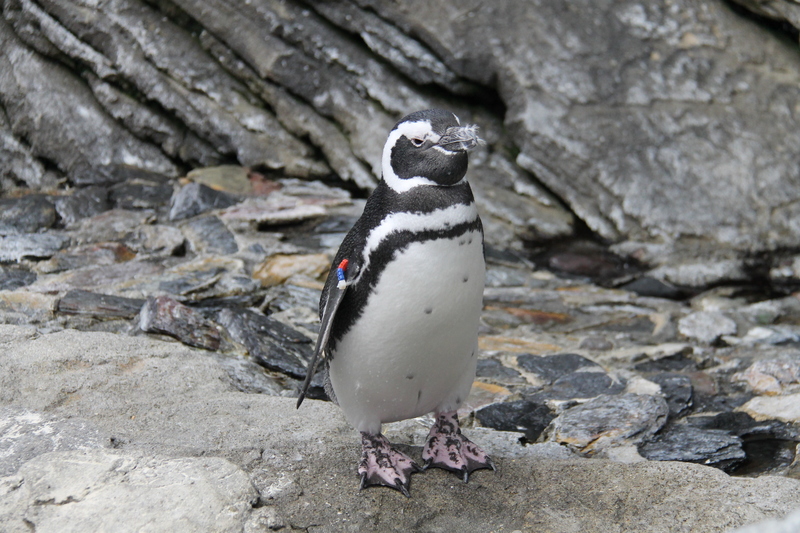 Pingwin magellański na swoim wybiegu - Oceanarium w Lizbonie