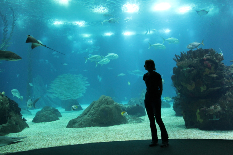 Podczas wizyty w Oceanarium w Lizbonie