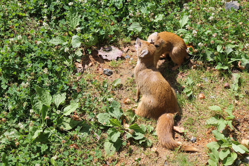 ZOO Praga - Czechy