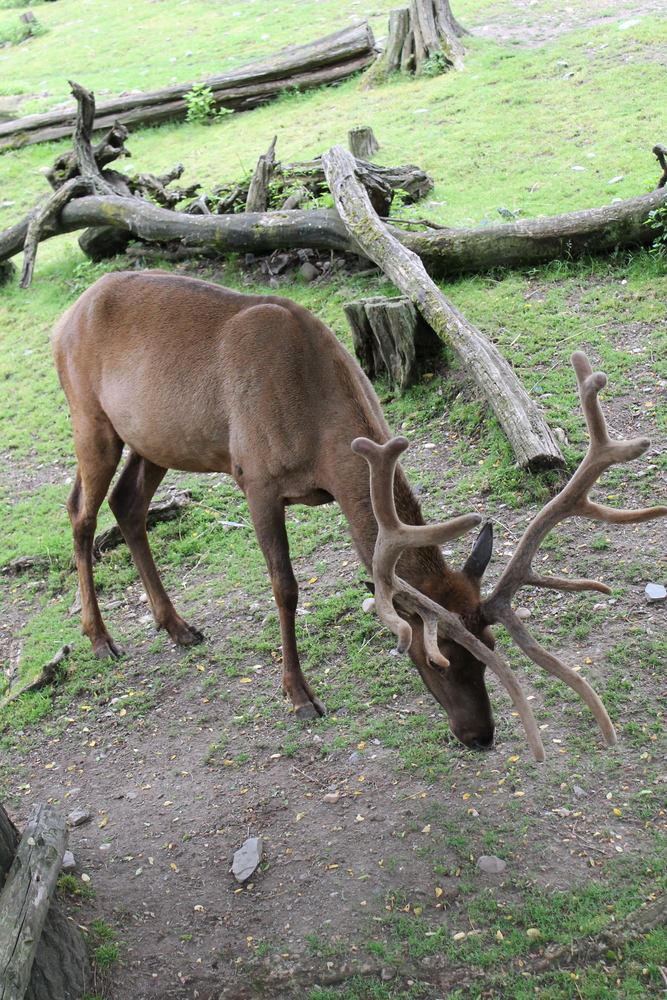 ZOO Praga - Czechy