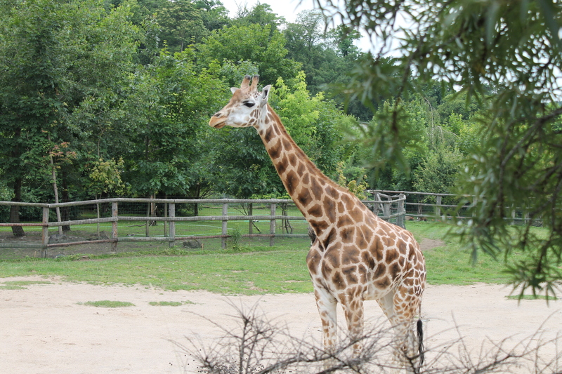 Żyrafa w ZOO w Pradze