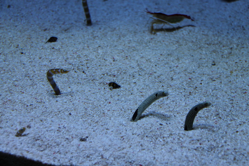 !Ryby węgorzokształtne znajdujące się w małym akwarium w Oceanarium w Lizbonie