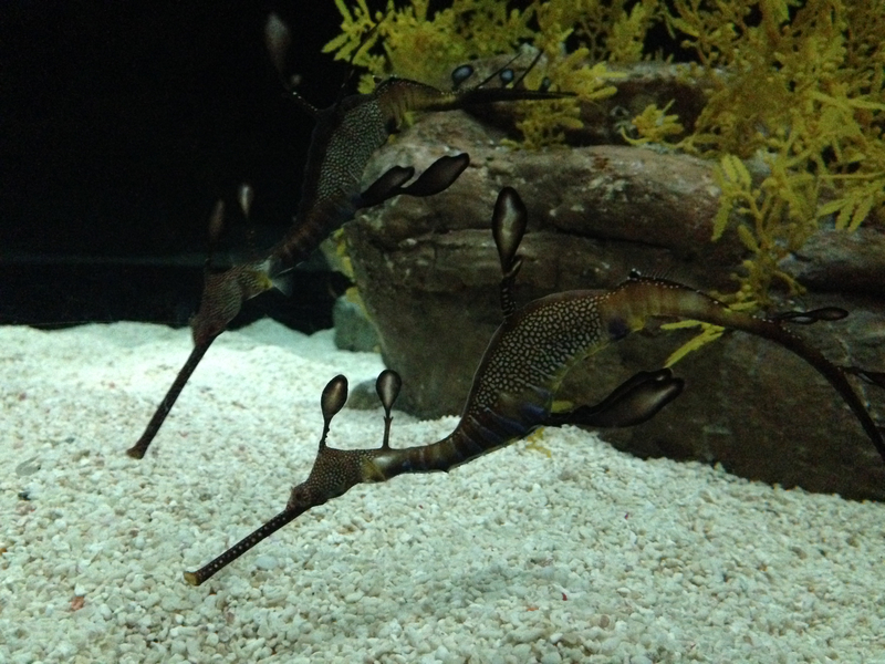 Konik morski w jednym z małych akwariów - Oceanarium w Lizbonie