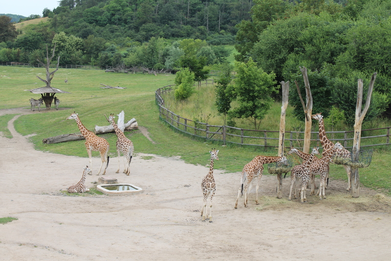 Żyrafa w praskim ZOO