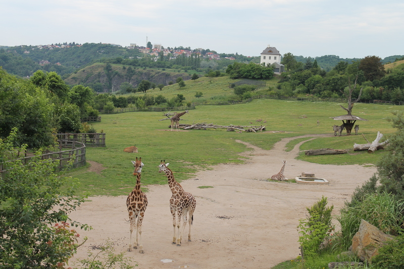Widok na Żyrafy z góry - ZOO w Pradze