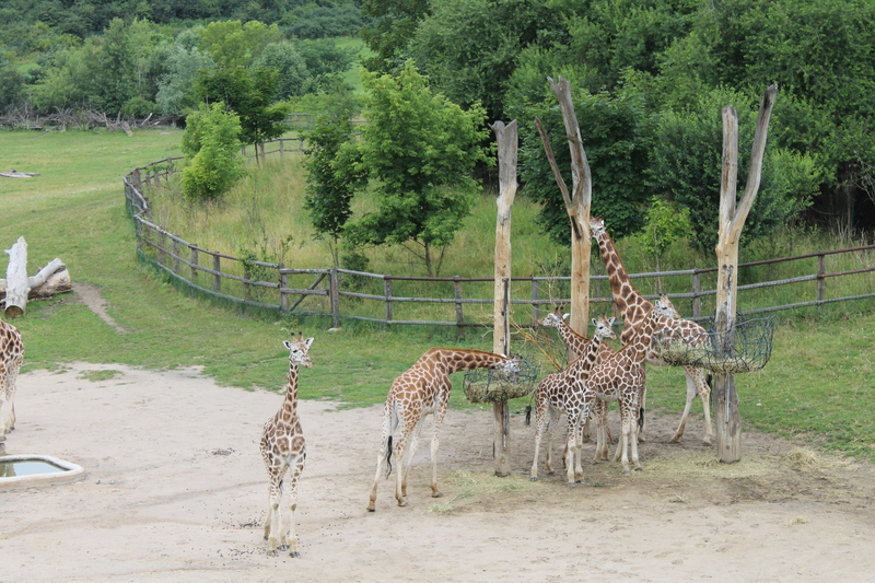 żyrafy w ZOO w Pradze