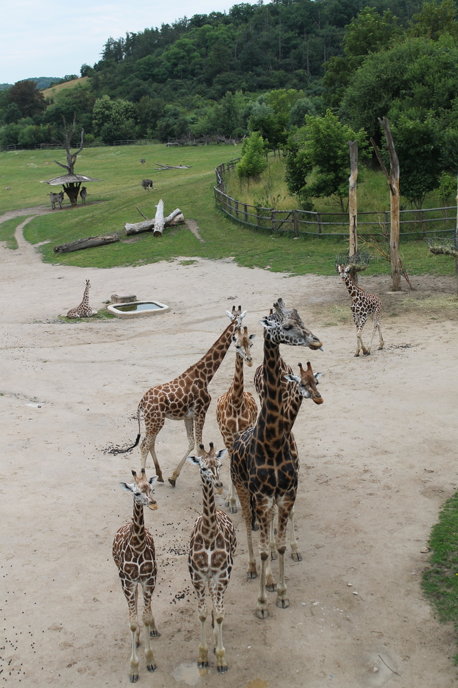 żyrafy w ZOO w Pradze