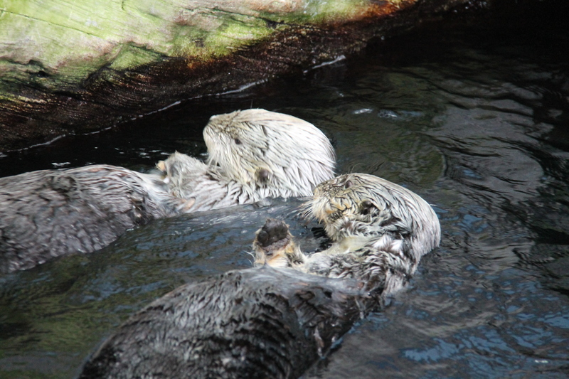 Wydry morskie pływające nad resztą mieszkańców głównego zbiornika w Oceanarium w Lizbonie