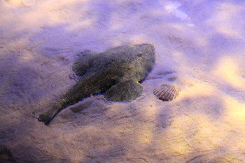 Żabnica nawęda chowająca się w głównym akwarium w Oceanarium w Lizbonie