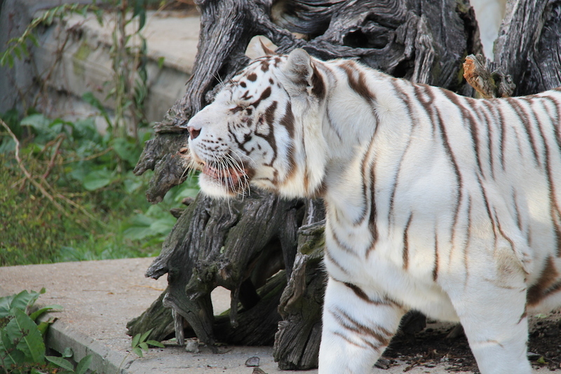 Biały tygrys w zoo w Madrycie