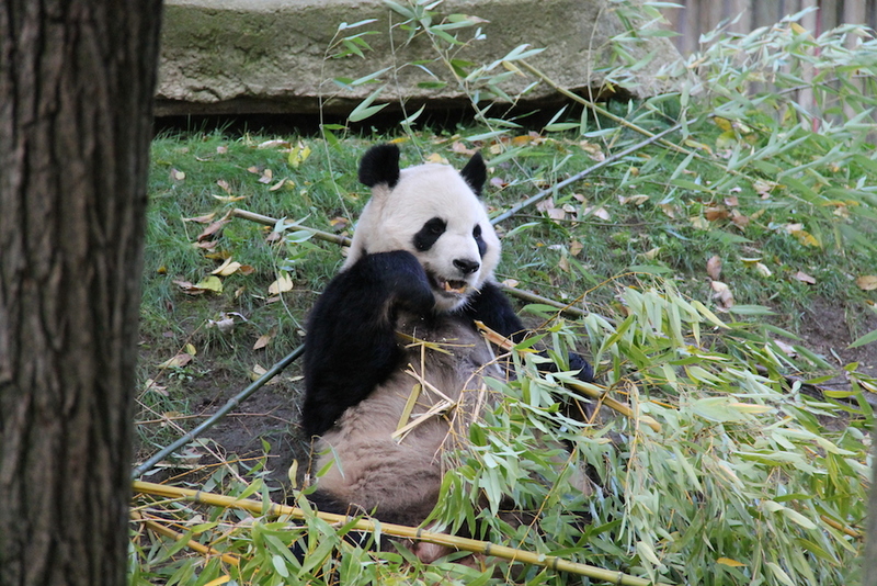 ZOO Madryt i Panda Wielka