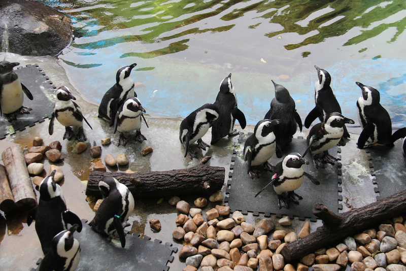 Pingwiny w zoo w Madrycie