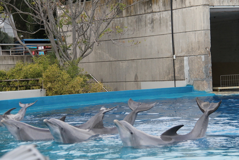 Delfiny w ZOO w Madrycie