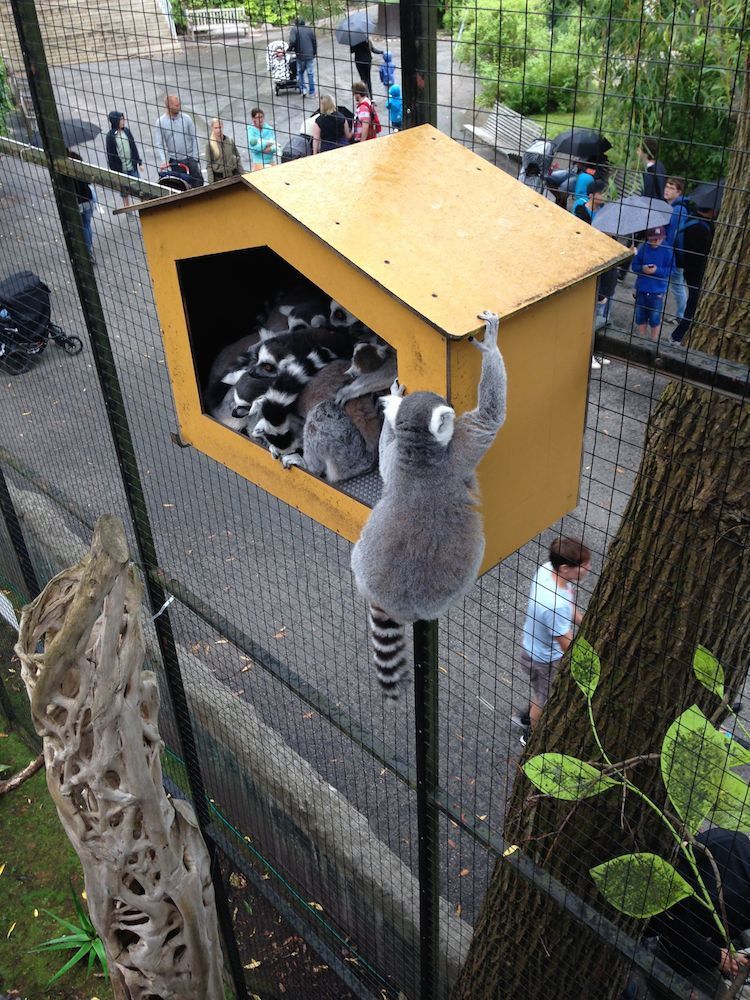 Lemury w Skansenie w Sztokholmie