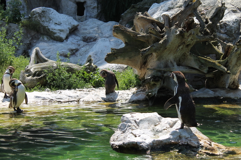 Pingwiny w Zoo w Wiedniu