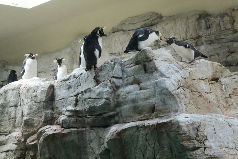 pingwiny w zoo w Wiedniu