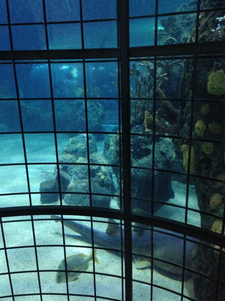 !W Oceanarium w Rotterdamie