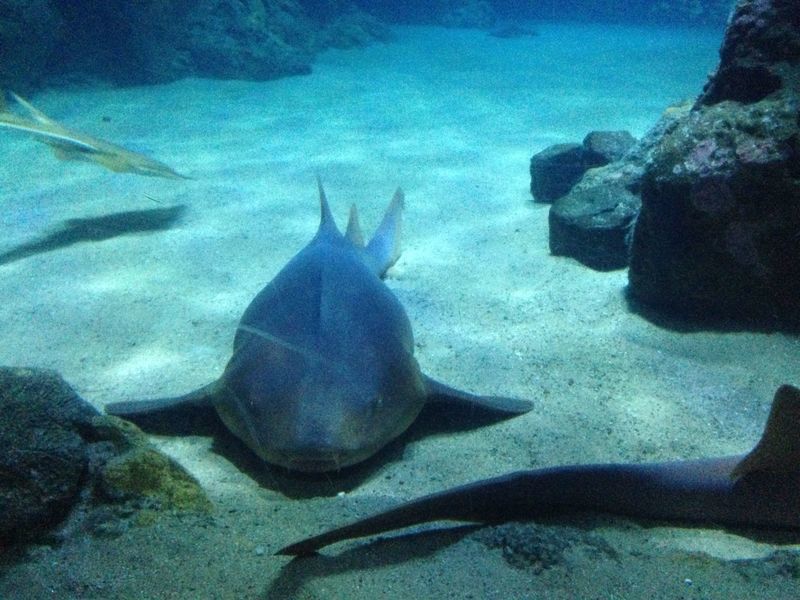 !rekin w Oceanarium w Rotterdamie