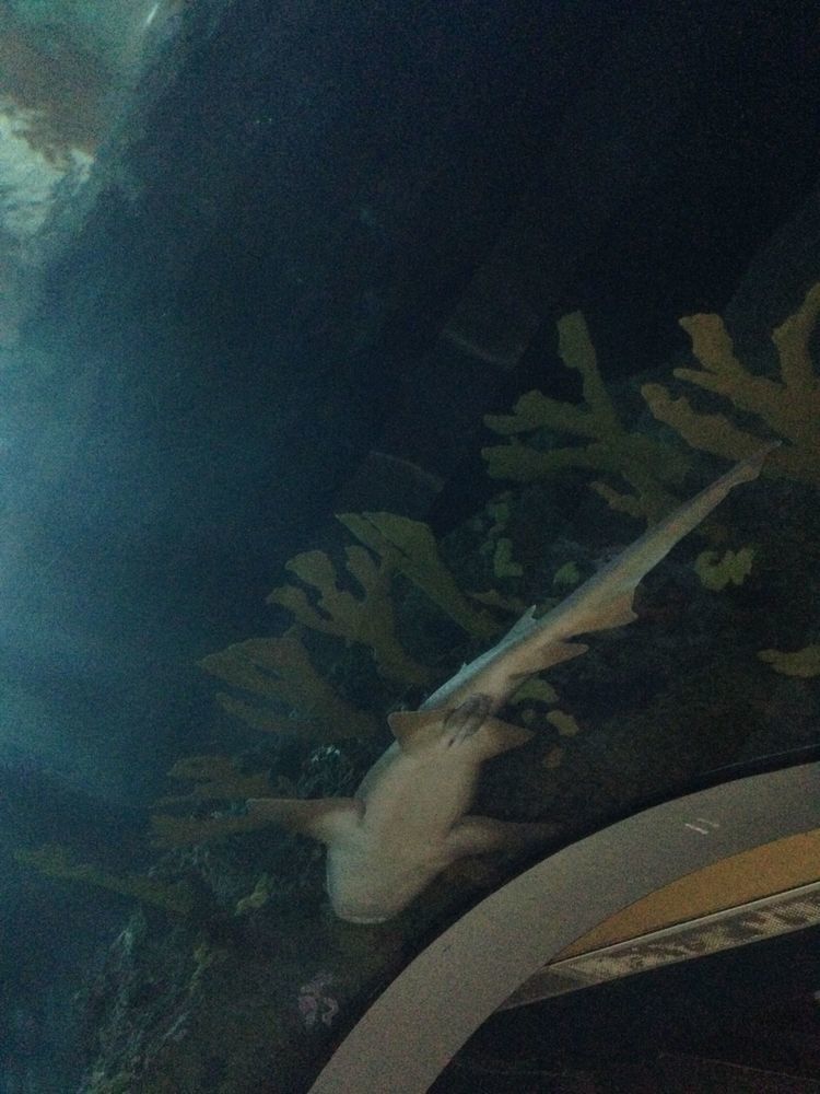 !rekin tunelu w Oceanarium w Rotterdamie