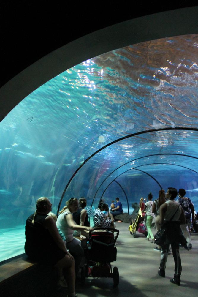 Tunel w ogrodzie zoologicznym w Rotterdamie