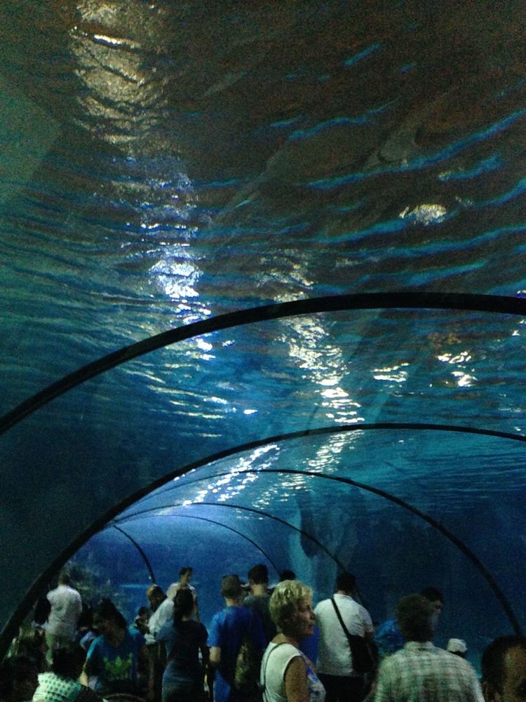 !Tunel w Oceanarium w Rotterdamie